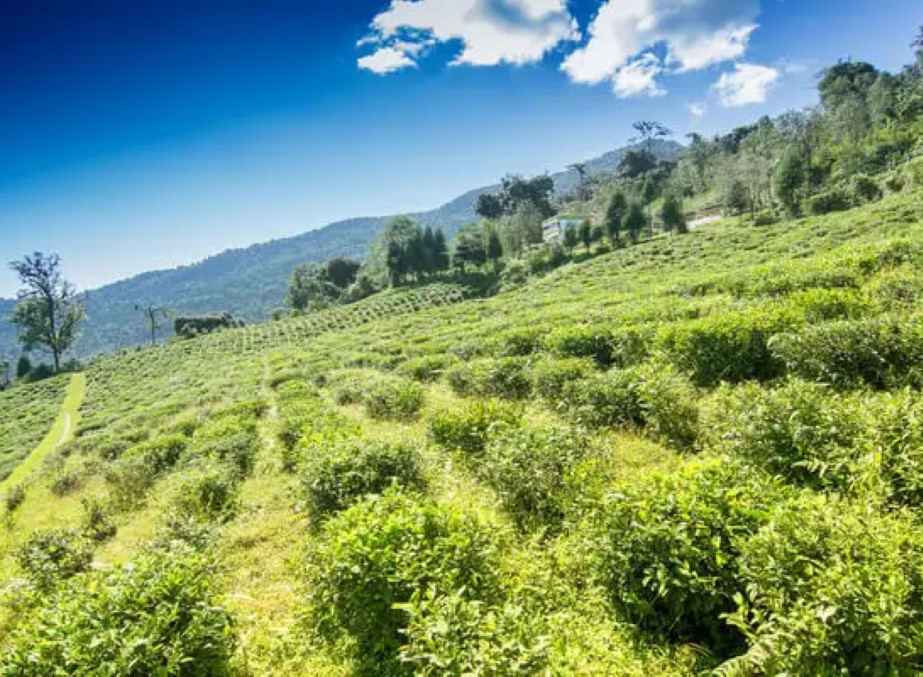 Temi Tea Garden